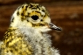 Golden Plover, Goldregenpfeifer, pluvialis apricaria, Goldregenpfeifer in der Esterweger Dose, chick, kueken, young, jungvogel
